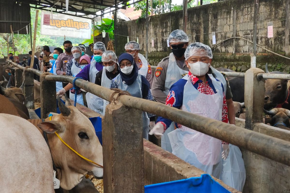 Sekretaris Daerah (Sekda) Kota Depok, Supian Suri bersama jajarannya tengah memonitoring hewan ternak di UPTD rumah pemotongan hewan (RPH) di Jalan Raya Tapos, Tapos, Depok pada Kamis (7/7/2022).