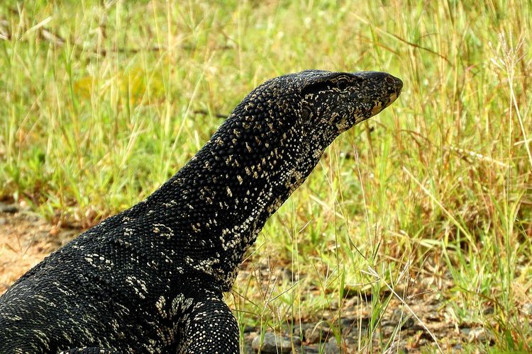 Biawak air (Varanus salvatore) atau Asian Water Monitor, spesies yang banyak ditemukan di seluruh wilayah Asia Tenggara, termasuk Indonesia.