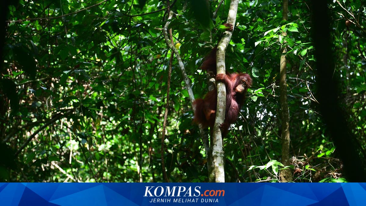 Mengapa Orangutan Hasil Rehabilitasi Tak Boleh Dilepas di Satu Titik? Ini Penjelasannya