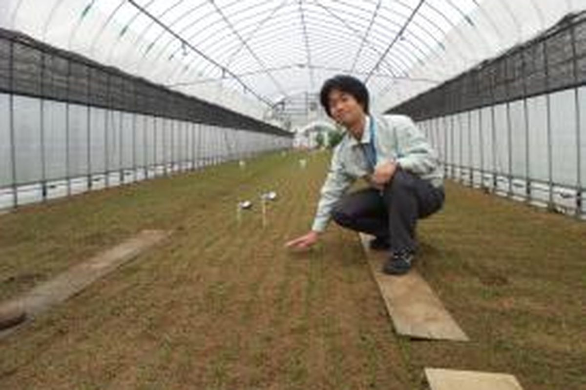 Shingo Nagatomo di dalam rumah kaca menunjukkan benih bayam.