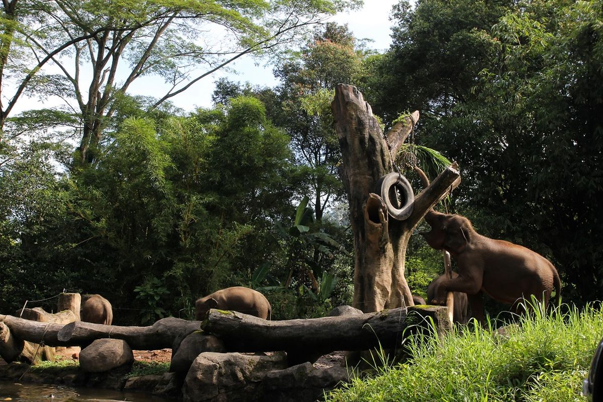 Taman Safari Bogor, Jawa Barat DOK. Shutterstock/Greg PW
