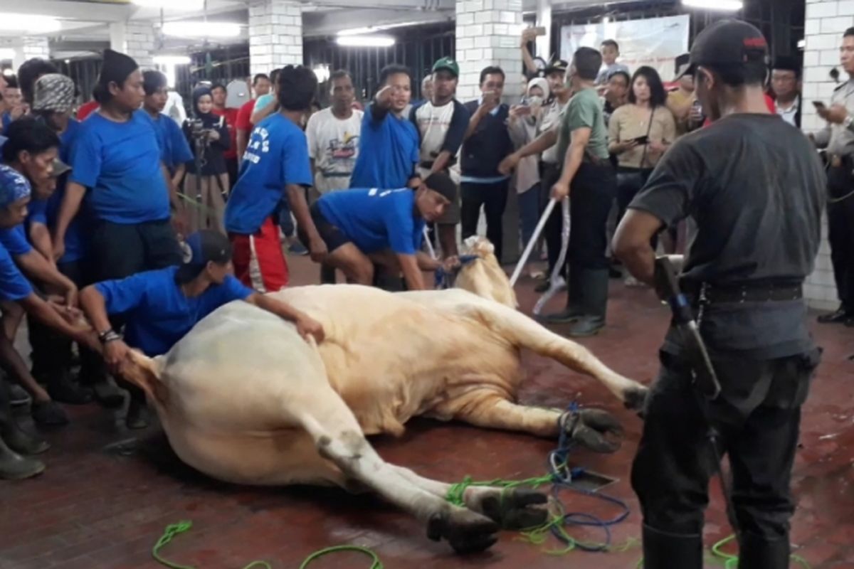 16 orang dikerahkan untuk menaklukan sapi milik Jokowi di Masjid Istiqlal, Jakarta Pusat, Rabu (22/8/2018).