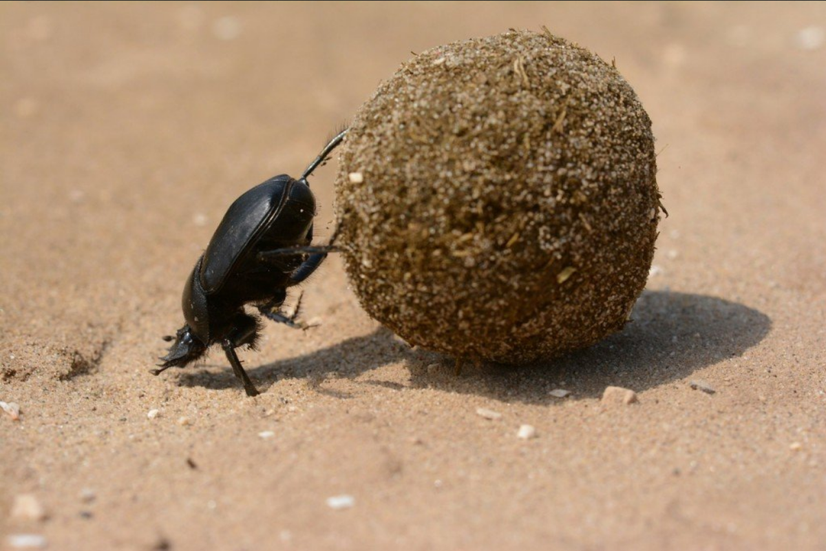 Ilustrasi kumbang scarab memakan kotoran hewan 
