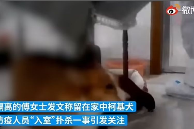 Potongan gambar yang diunggah dari Weibo menunjukkan seekor anjing jenis corgi merangkak menghindari dua petugas Covid-19 di Shangrao, China, setelah kepalanya dipukul menggunakan tongkat besi. Anjing itu akhirnya dibunuh sebagai upaya menghentikan laju kasus virus corona.
