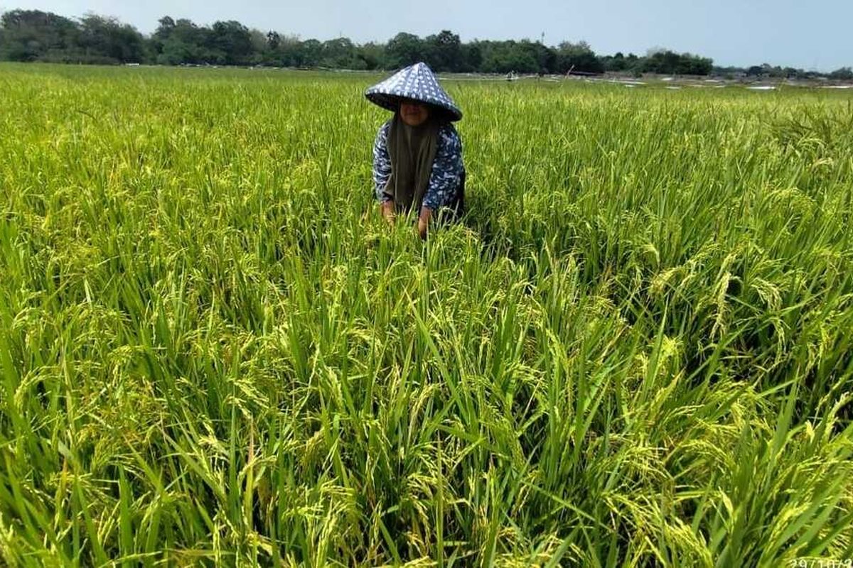 Yuinah (50) petani desa Leuwidingding Kecamatan Lemahabang Kabupaten Cirebon Jawa Barat menunjukan tanaman padi MT.3 yang menguning, pada Selasa (29/10/2024) siang. Tanaman padi seluas 2 hektar miliknya dalam kondisi teraliri air cukup baik dengan pompa listrik, tidak seperti MT3 tahun 2023 lalu, yang gagal panen akibat tidak ada pasokan air..