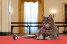 Mengenal Willow, Kucing Menggemaskan Gedung Putih Milik Joe Biden