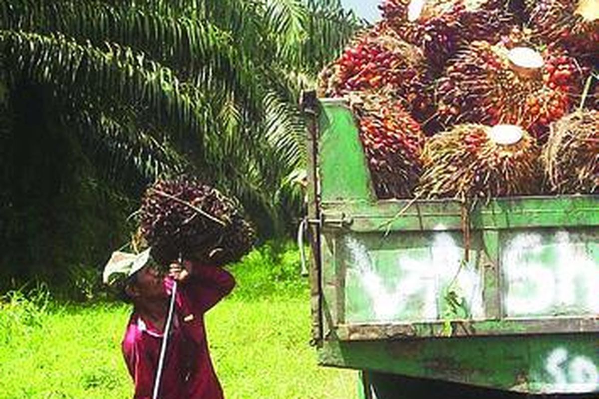 TKI yang bekerja di perusahaan perkebunan kelapa sawit Felda Plantations Sdn Bhd di Lahad Datu, Negara Bagian Sabah, Malaysia Timur. Mereka bagian dari 2,2 juta TKI yang bekerja di Malaysia, dengan 1,2 juta bekerja dengan dokumen dan sisanya ilegal.