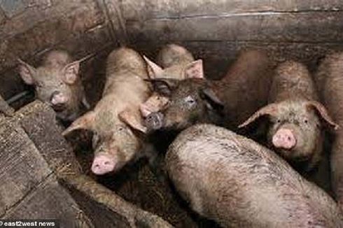 24.822 Ternak Babi di NTT Mati akibat Virus ASF