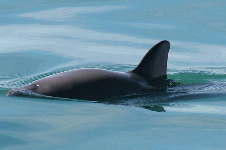 Vaquita, lumba-lumba terkecil di dunia berjuang melawan kepunahan.