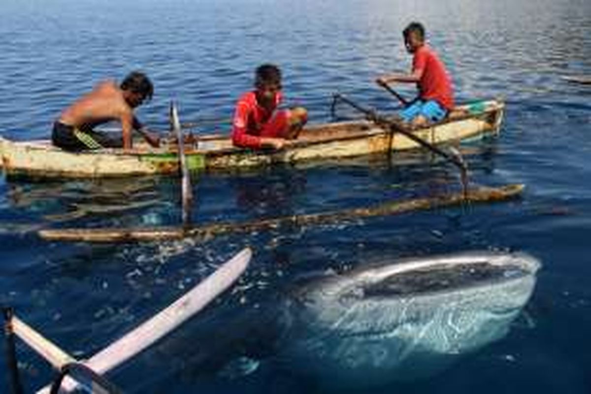 Kevin (12) dan 2 temannya memberi makan hiu paus di Desa Batumarani, Kabila Bone, Kabupaten Bone Bolango, Gorontalo. Hiu paus ini sangat jinak dan biasa bermain dengan anak-anak nelayan.