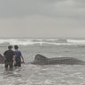 Bangkai Diduga Hiu Tutul Terdampar di Pantai Parangtritis