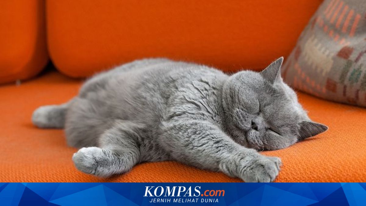 Penyebab Kucing Senang Berbaring di Dada Pemiliknya