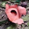Terancam Punah, Rafflesia Patma Bakal Dikaji BRIN
