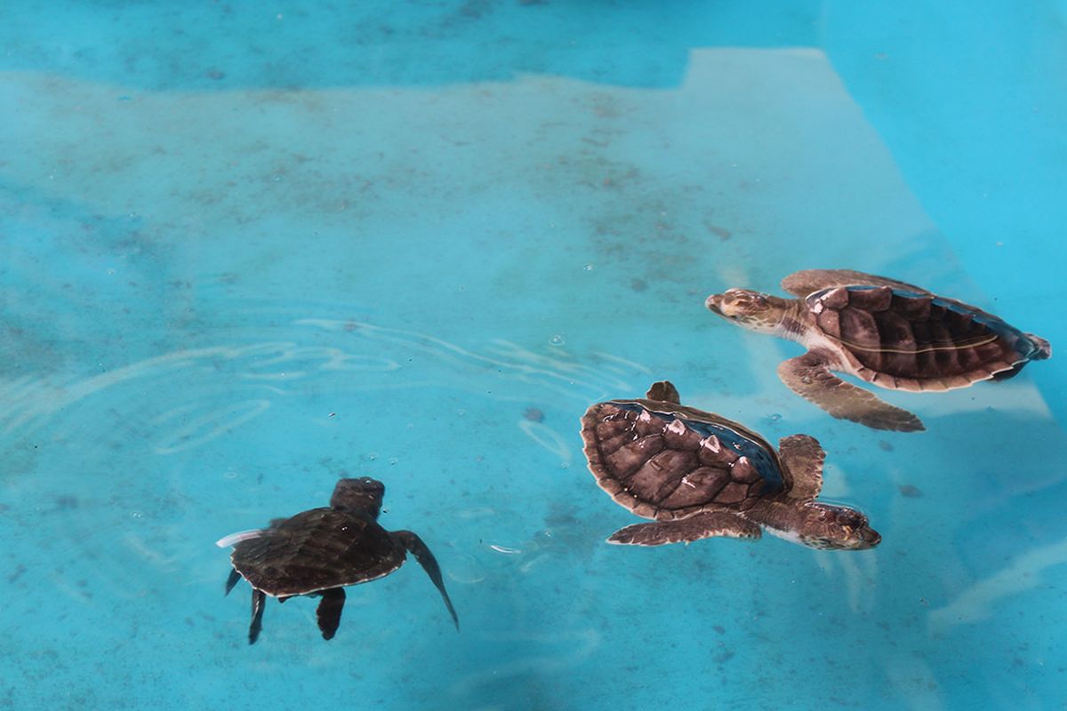 Ilustrasi penyu di Pantai Taman Kili-kili 