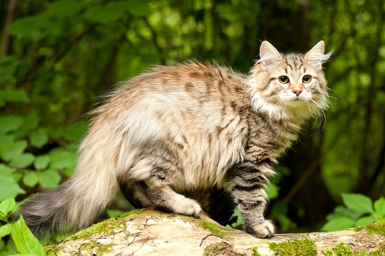 Ilustrasi ras kucing Siberian. 