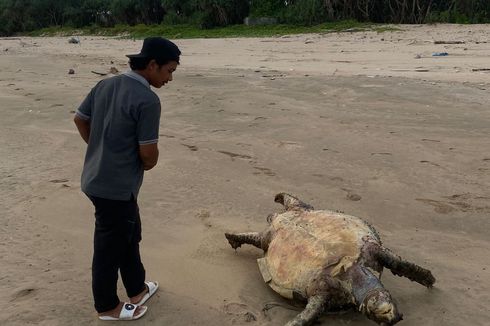Setelah Lumba-lumba, Warga Pancer Banyuwangi Temukan Penyu Raksasa Mati Terdampar di Pantai