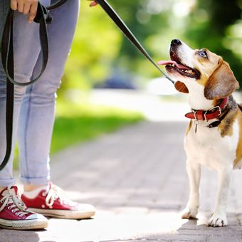 Ilustrasi anjing, ilustrasi kalung anjing, ilustrasi mengajak anjing jalan-jalan, ilustrasi anjing jalan-jalan.