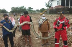 Ular Sanca 5 Meter Ditangkap di Lahan Kosong Samping Kampus STIMIK Akba Makassar