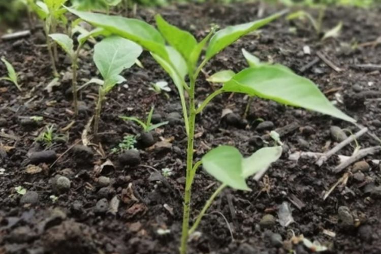 Cabai rawit yang sudah dipindahkan ke bedengan 