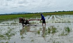 Pendapatan Petani Cuma Rp 1 Juta per Bulan, Pertanian Butuh Investasi Jumbo