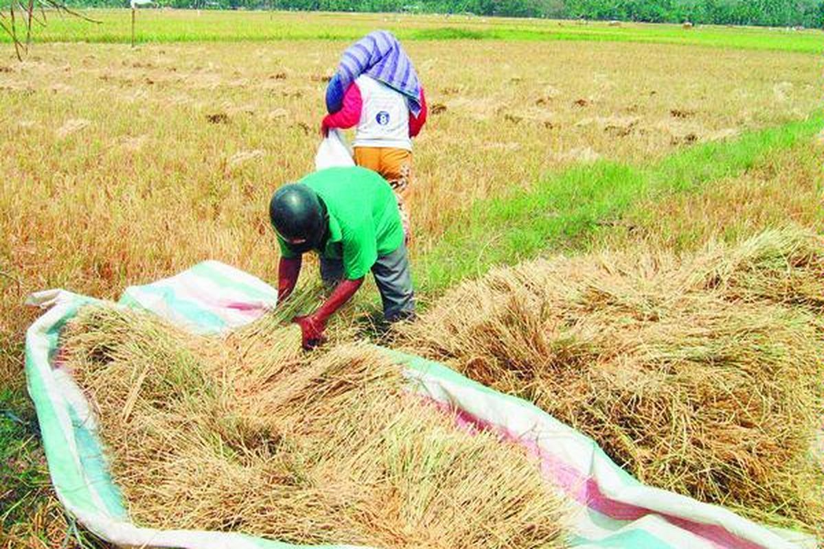 Sutrisno dan istri, warga Desa Medangara, Karangbaru, Aceh Tamiang, memanen padi. Hasil panen padi kali ini lebih rendah dibanding sebelumnya karena kekurangan air.  