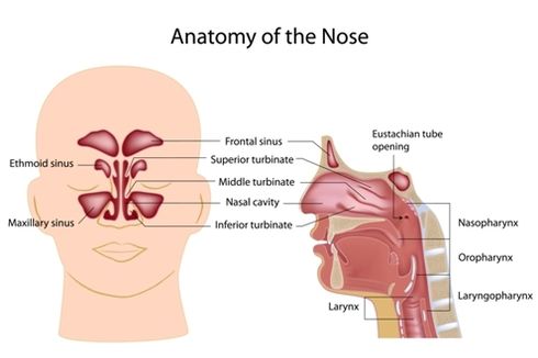 Apa Itu Sinus, Macam-macamnya, dan Penyakit pada Sinus