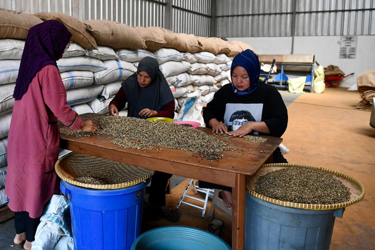 Para petani kopi sedang memeriksa biji kopi di gudang Koperasi Gunung Luhur Berkah, Subang, Jawa Barat pada Minggu (4/8/2024). Koperasi Produsen GLB merupakan koperasi Primer Nasional yang fokus kepada usaha budidaya kopi jenis Arabika dan Robusta, yang sudah berhasil mengekspor kopi secara langsung ke beberapa negara (tanpa perantara) seperti Arab Saudi, Mesir, Lebanon, dan Amerika Serikat.