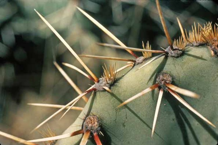 Pori-pori kaktus yang ditumbuhi duri