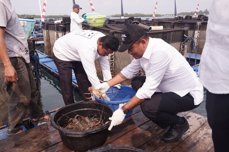 Lobster Budi Daya Batam Tembus Pasar Ekspor, KKP Siapkan Ekspansi