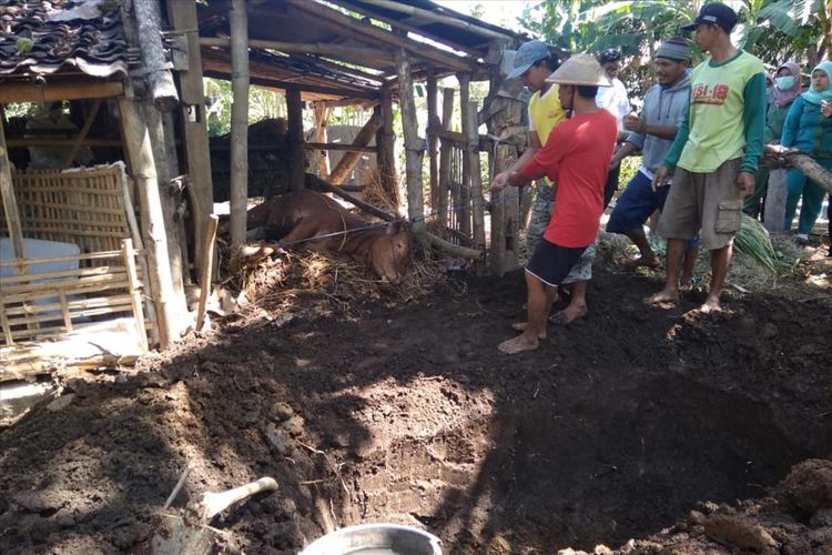 Sapi Warga Karangmojo Gunungkidul mati Diduga Akibat Lalat Penghisap Darah (Dokumentasi Dinas)