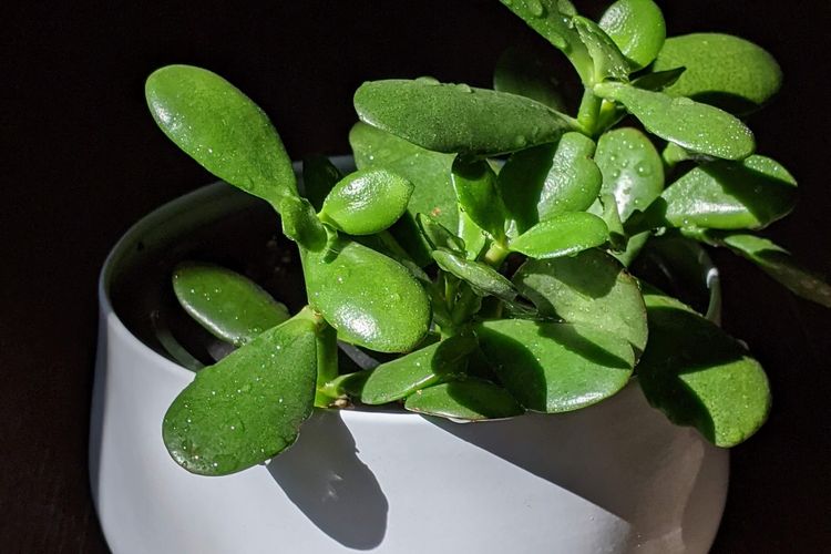 Ilustrasi tanaman giok atau jade plant. 