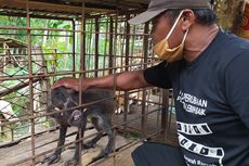 Penjelasan BKSDA soal Penyebab Babi Hutan Berkaki Aneh di Banyumas