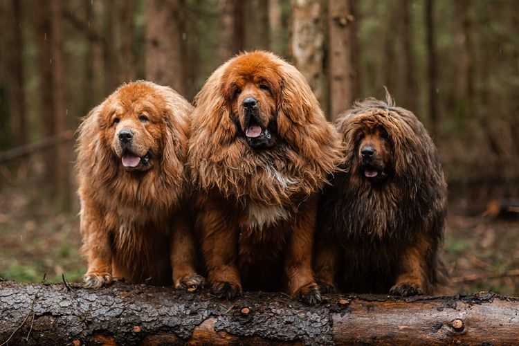 Ilustrasi anjing Tibetan Mastiff.