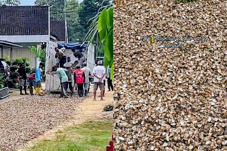 Warga Lampung Timur Tambal Jalan Pakai Cangkang Kerang, Gotong Royong Sambil Menanti Aspal Pemerintah