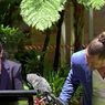 Sedang Konferensi Pers, Pejabat Australia Tiba-tiba Diganggu Laba-laba Besar
