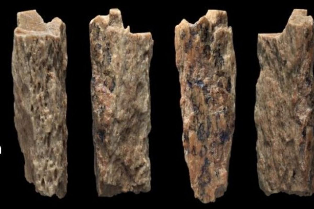 Fragmen tulang berusia lebih dari 50.000 tahun tunjukan keturunan dua spesies hominin