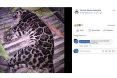 Viral Foto Macan Dahan Dikuliti, Ini Penelusuran KLHK