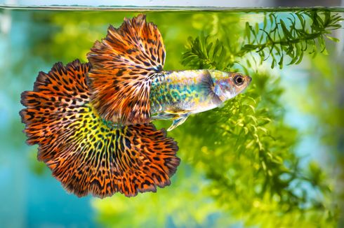 5 Fakta Menarik soal Ikan Guppy 