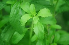 Daun Stevia, Pemanis yang Lebih Manis 200 Kali Dibanding Gula