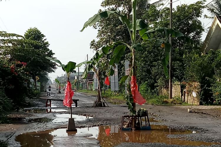 Warga menancapkan pohon pisang di jalan rusak menuju pabrik gula PT RMI di Desa Rejoso, Kecamatan Binangun, Kabupaten Blitar, Kamis (18/11/2021)