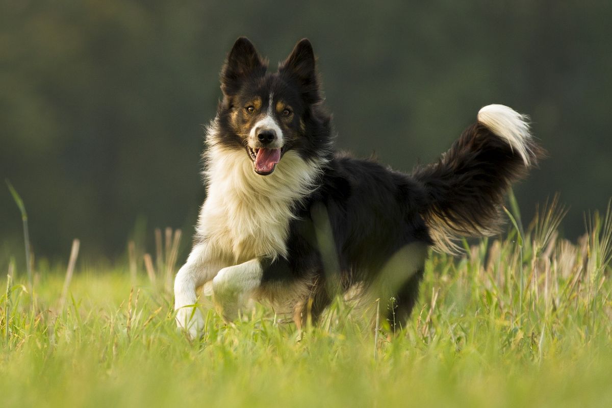 Ilustrasi ras anjing Border Collie.