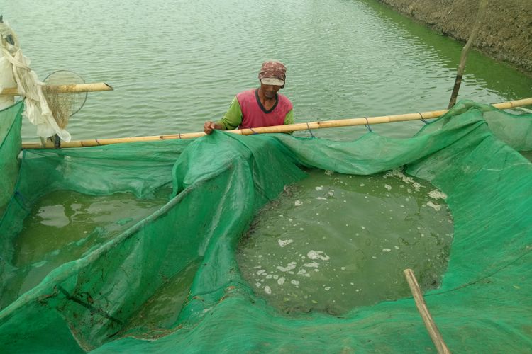 Pengatur pemberi pakan lele digital, E-Fishering. Dengan perangkat bersistem digital ini, panen lele bisa ditingkatkan hingga dua kali lipat. Keuntungan bersih Rp 1 juta setiap panen lele di satu kolam, bisa naik menjadi Rp 2 juta. 