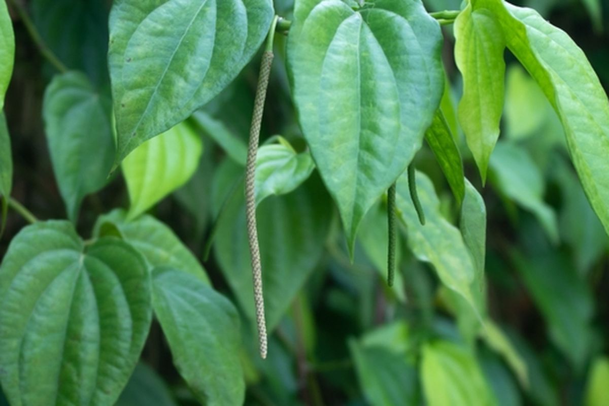 Ilustrasi daun sirih, tanaman sirih. 