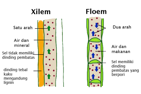 Perbedaan Xilem dan Floem
