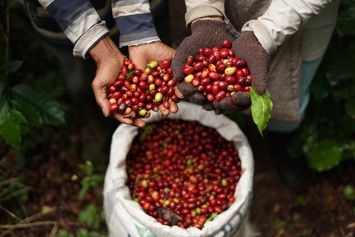 Tingkatkan Kualitas Kopi Sumatera, Starbucks Farmer Support Center Bantu Edukasi Petani Lokal