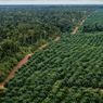 Korindo Bantah Dikeluarkan dari FSC karena Deforestasi Hutan Papua