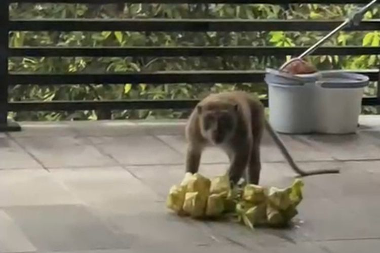 Sekelompok monyet liar tengah mencuri makanan lebaran milik warga Villa Bandung Indah, Desa Cimekar, Kecamatan Cileunyi, Kabupaten Bandung, Jawa Barat pada Selasa (9/4/2024)