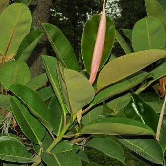 Ilustrasi tanaman karet atau rubber plant (Ficus elastica). 