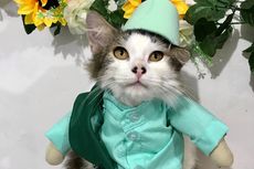 Cerita Penjahit Kostum Kucing Mencari Inspirasi Model Baju