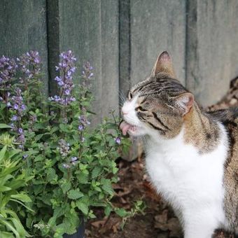 Ilustrasi kucing menjilat tanaman catnip.